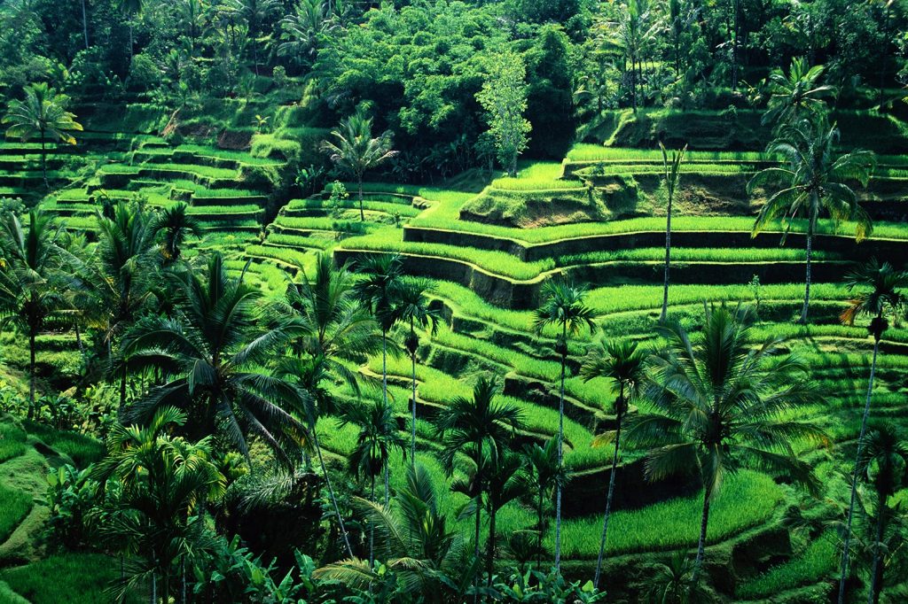 Ubud (Indonesia) - Cuorecielo.com - Alfredo Paluselli