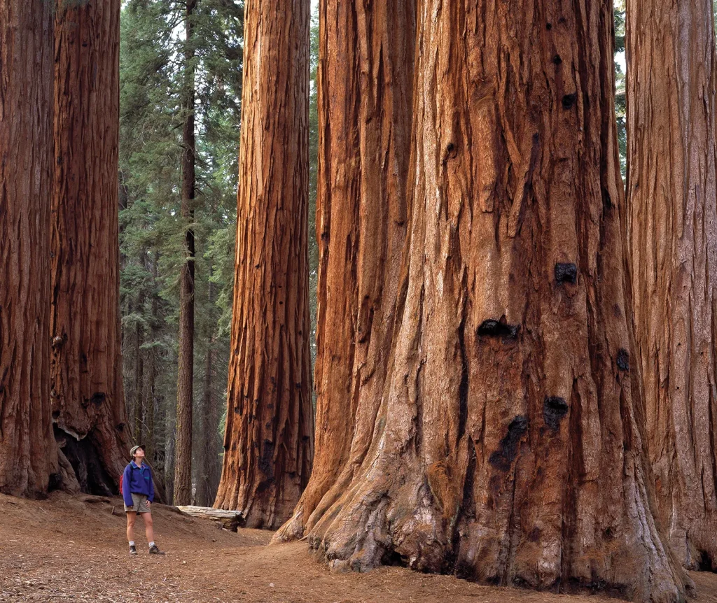 Sequoia-National-Park